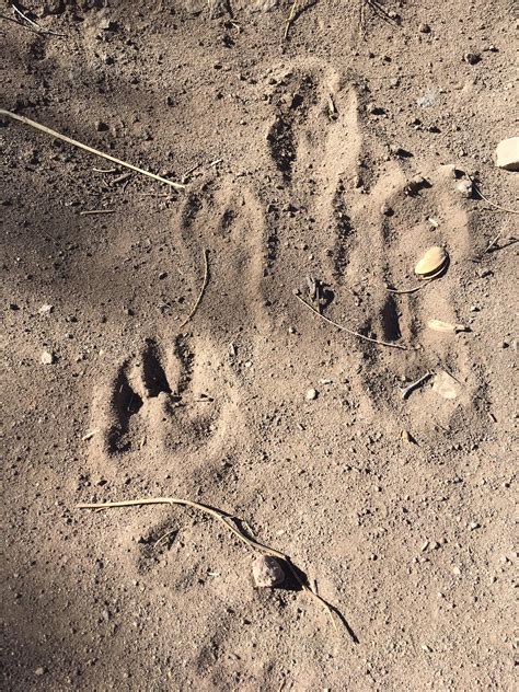 Mountain Lion Tracks In Sand