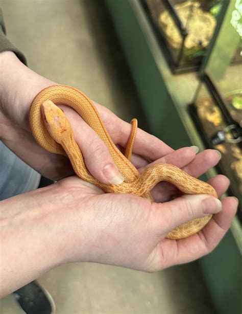 Elaphe carinata 'King Rat Snake' Albino male #6-King rat sna