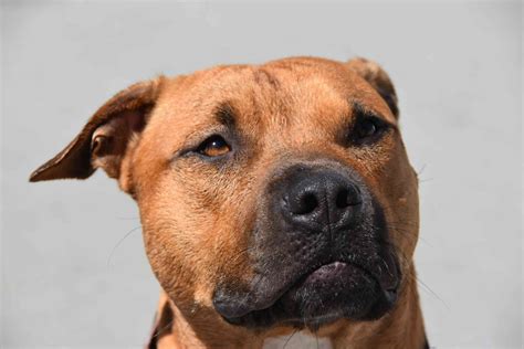 Black And Brown Medium Sized Dog Breeds at Troy Bellows blog