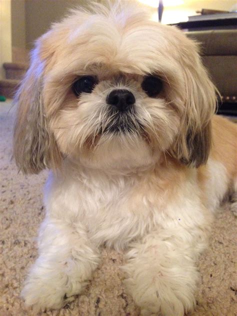 Shih Tzu Light Brown And White