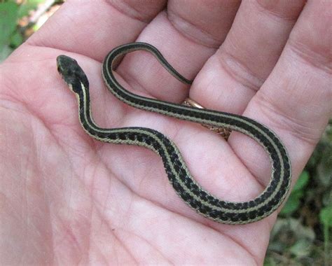 Pet Garter Snake Food at David Daigle blog