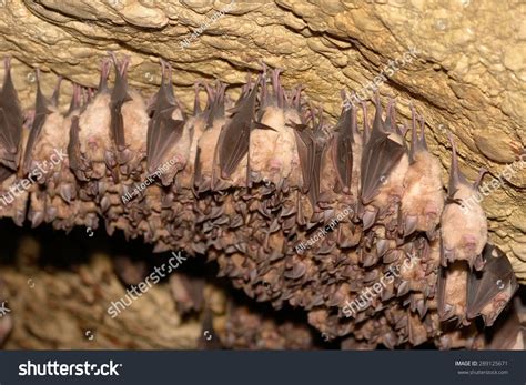 Ear Of A Bat Images: Browse 8,209 Stock Photos & Vectors Free Download ...