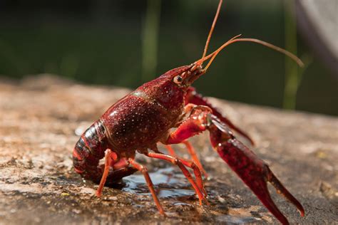 What Do Signal Crayfish Eat at Joel Morton blog