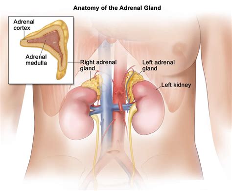 Where Is Located Adrenal Gland