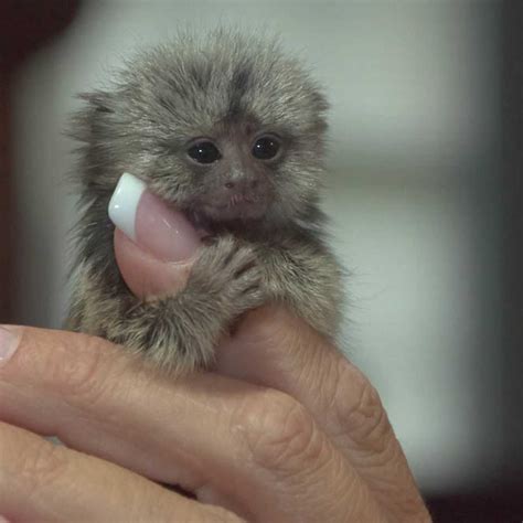 Pygmy Marmoset Monkeys Pets