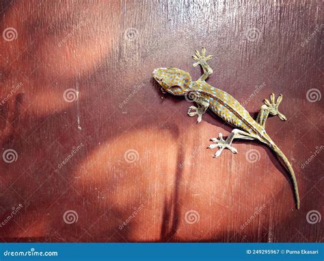 A Gecko Crawling on a Brown Wall in the Morning Sun Stock Image - Image ...