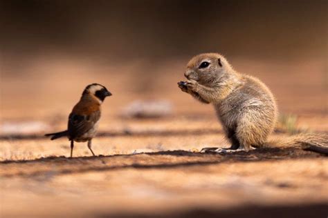 Do Squirrels Eat Birds? - Understanding Squirrel Diet