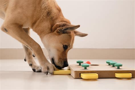 5 Ways To Entertain Your Dog | Tips And Advice From Puppy School