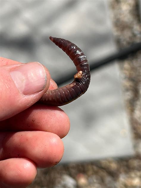 What keeps happening to my night crawler worms? : r/vermicompost