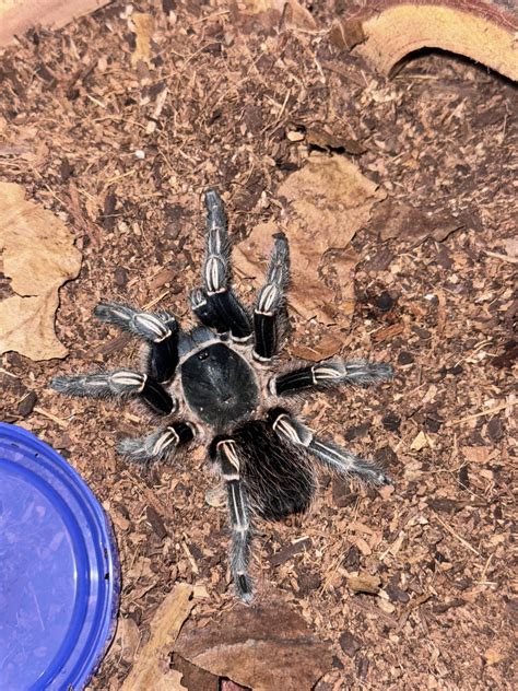 brazilian white knee tarantula : r/tarantulas