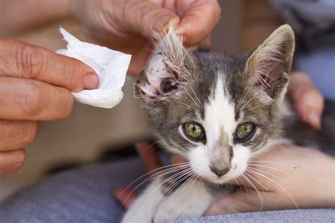 How To Soothe Ear Mites In Cats at Christine Rogers blog