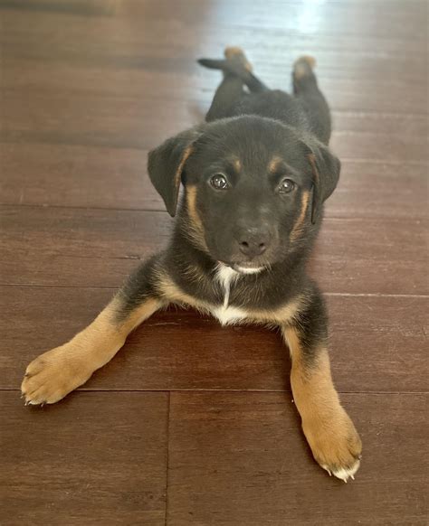 Pitbull German Shepherd Rottweiler Mix