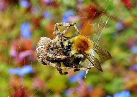 What Eats Bees - Beekeeping 101