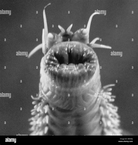 Nereis worm hi-res stock photography and images - Alamy