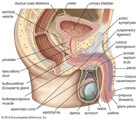 Ductus deferens | Anatomy, Function & Location | Britannica
