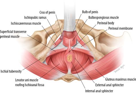 MRI of the Male Pelvic FloorRadioGraphics