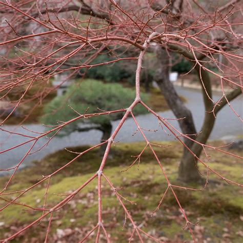 Japanese Maple Care: Watering, Pruning, Soil & Sunlight Guide