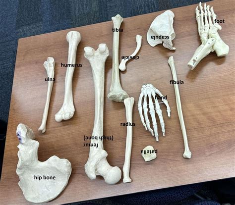 Answered: ulna hip bone humerus tibia (thigh… | bartleby