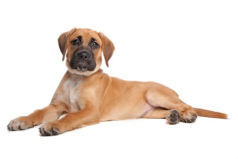 Boxador Mixed Dog Breed Pictures, Characteristics, & Facts
