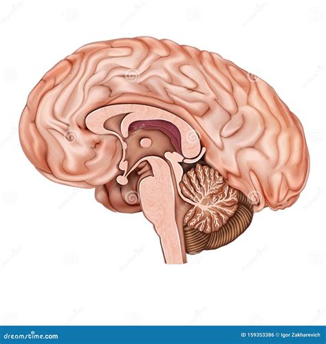 Brain Anatomy Diagram Sagittal Free Brain Human Coronal Sagittal Cut