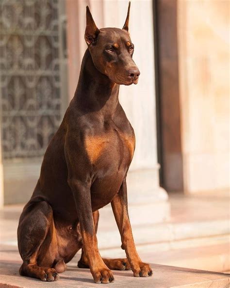 Brown Doberman Pinscher Puppy - Ruby: An Instagram Sensation and a ...