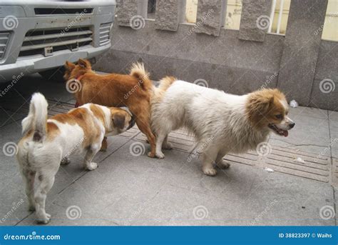 Dogs mating stock image. Image of china, dogs, outdoor - 38823397