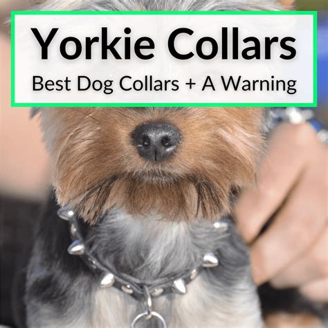 Yorkie Collars (Best Dog Collars + A Warning)