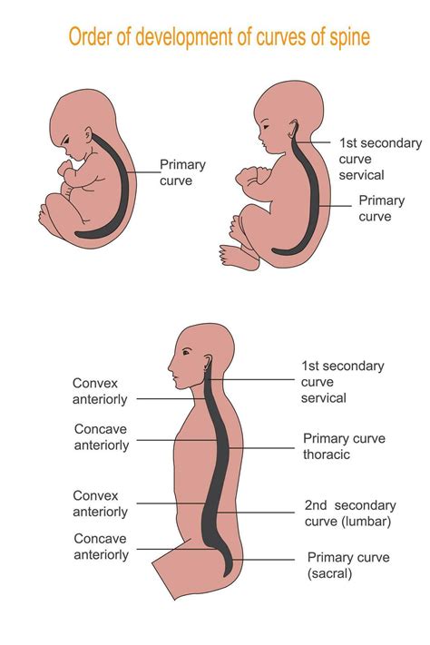 Illustration showing the order of development of curves of spine 28282161 Vector Art at Vecteezy