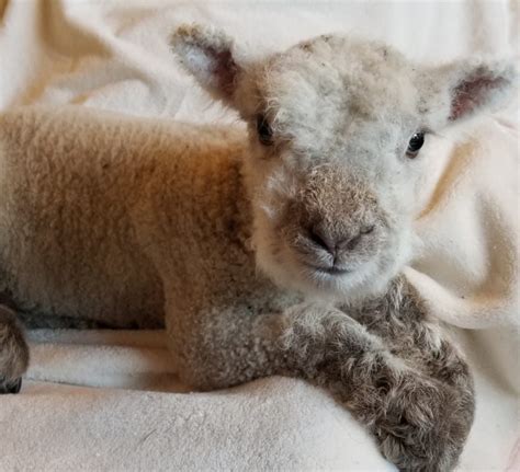 Miniature Babydoll Southdown Sheep For Sale - Tanglewood Farm Miniatures