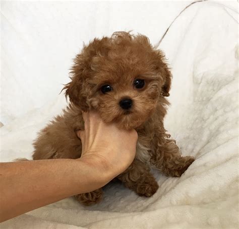 Teacup Maltipoo Full Grown Size Maltipoo Full Grown For Sale 2025