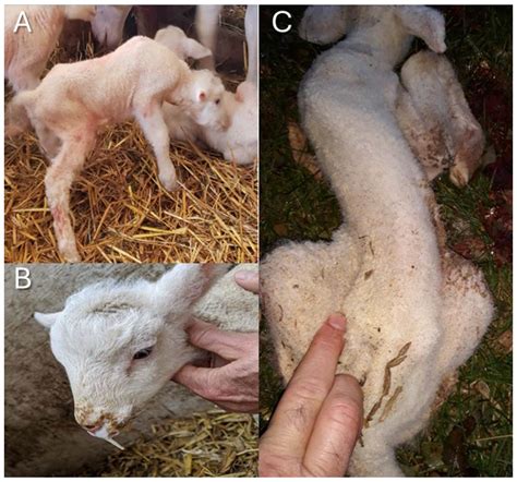 Lamb Syndrome