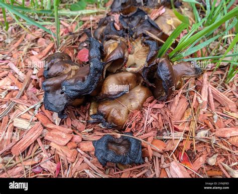 Fried Chicken Mushroom (Lyophyllum decastes Stock Photo - Alamy