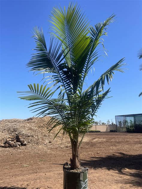 Majestic Palm (Ravenea rivularis) | True Green Nursery