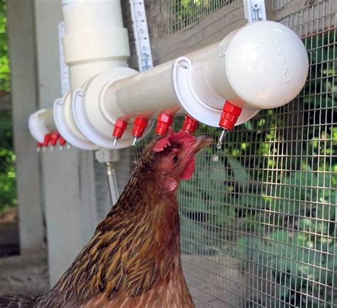 Build a DIY Chicken Waterer - Chicken Farmers Union