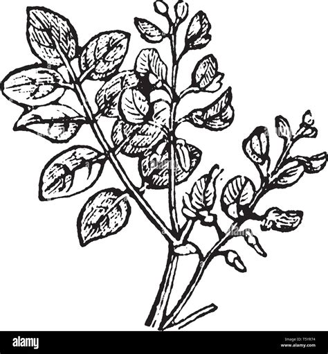 Hairy leaves Stock Vector Images - Alamy