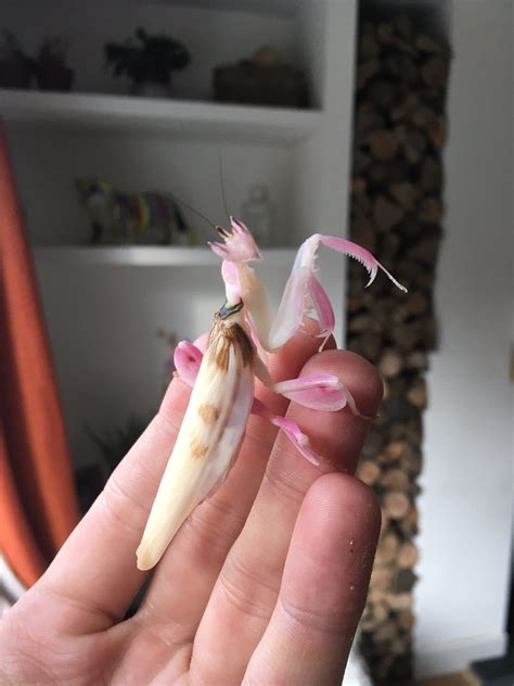 Orchid Praying Mantis Eggs - Pets of Life