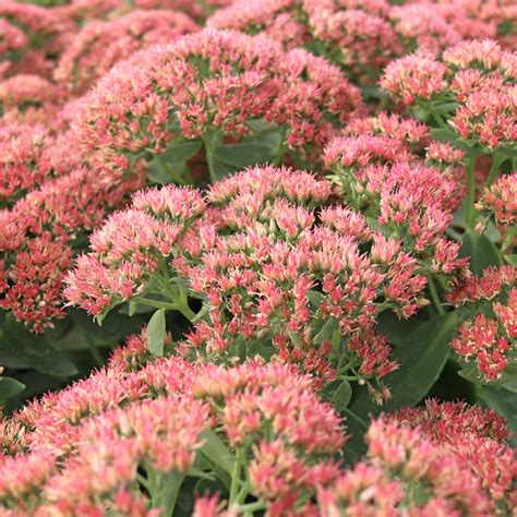 Sedum 'Autumn Fire' - Mountain Crest Gardens