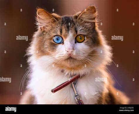 Heterochromia Iridum Cat