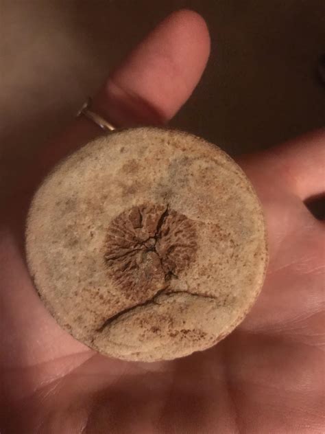 ID please. I’ve had for years. Found in CO. : r/fossilid