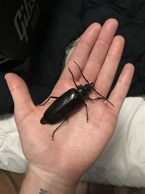 Palo Verde Beetle Larvae / Palo verde trees serve as beautiful specimen ...