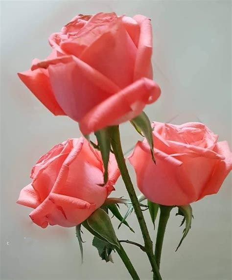 Hermosa Rosa! - #hermosa #rosa CE6 | Rare flowers, Beautiful flowers ...