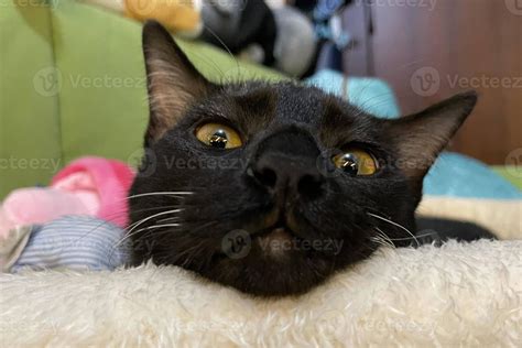 A black kitten with yellow eyes emerging from bed. baby black cat is ...