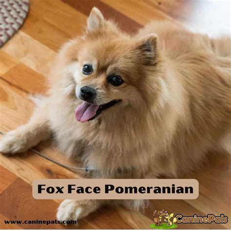 Are There Different Types Of Pomeranian Dogs