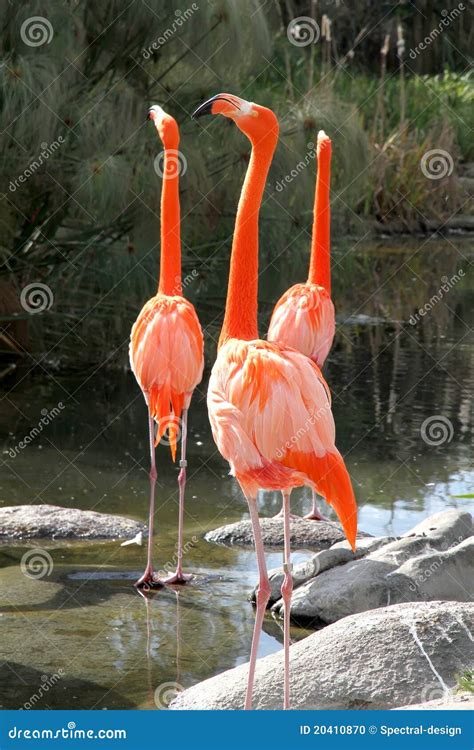 Group of Flamingos stock photo. Image of flamigno, neck - 20410870