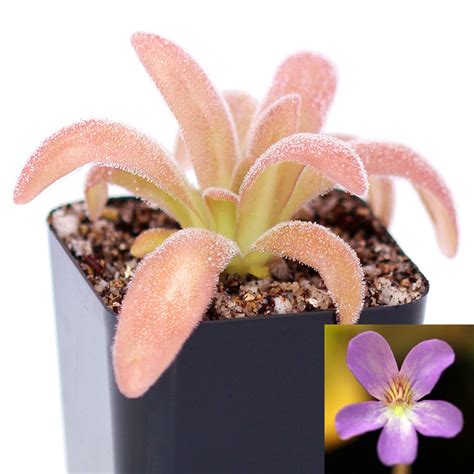 Butterworts (Pinguicula) - Carnivorous Plants | Curious Plant