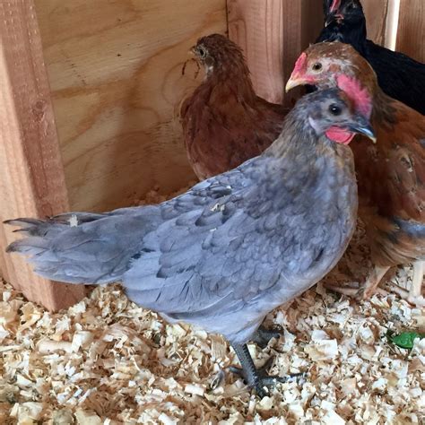 Blue Andalusian Chickens