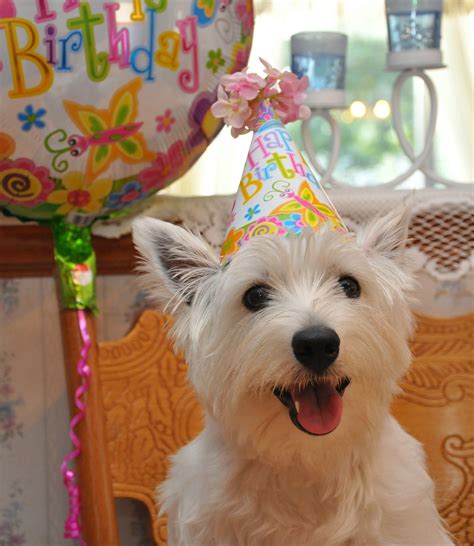 Cute Dog Happy Birthday Card