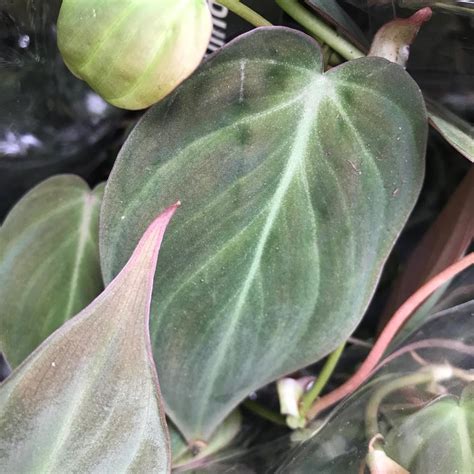 Velvet Leaf Philodendron (Large) | Evolution Reptiles
