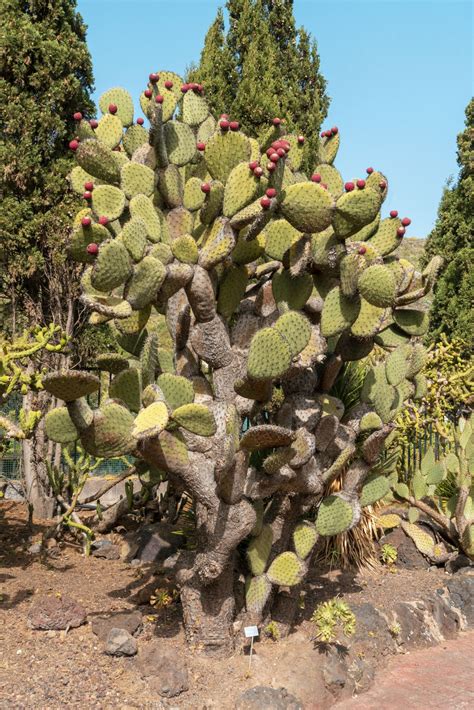 El Nopal (Opuntia ficus indica), propiedades y beneficios | Contexto UDLAP