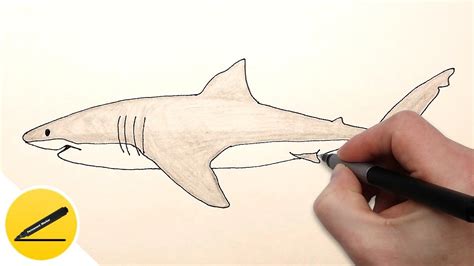 How to Draw a Shark Step by Step easy for beginners - YouTube